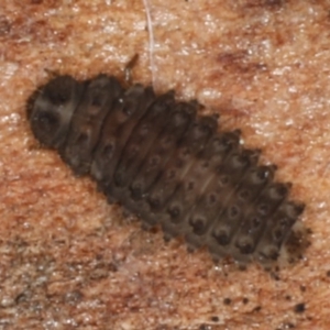 Coccinellidae (family) at Majura, ACT - 24 Aug 2020