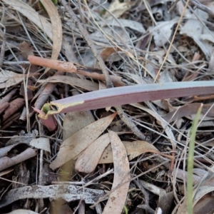 Calochilus platychilus at Cook, ACT - 13 Aug 2020
