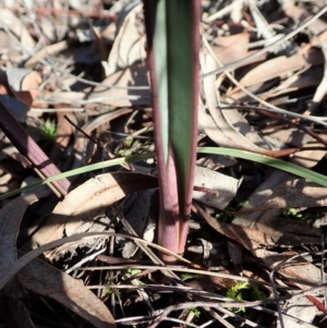 Calochilus platychilus at Cook, ACT - 13 Aug 2020