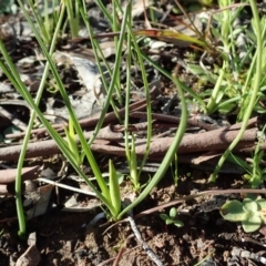 Diuris chryseopsis (Golden Moth) at Cook, ACT - 13 Aug 2020 by CathB