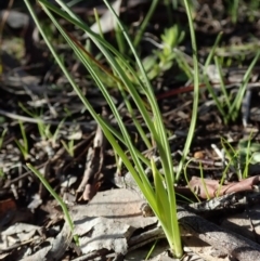 Diuris chryseopsis at Cook, ACT - suppressed