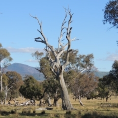 Eucalyptus sp. (dead tree) (Dead Hollow-bearing Eucalypt) at Lanyon - northern section A.C.T. - 28 Jun 2020 by michaelb