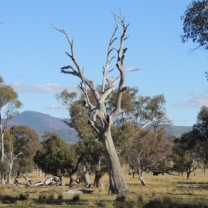 Eucalyptus sp. (dead tree) at Gordon, ACT - 28 Jun 2020