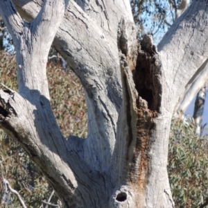 Eucalyptus sp. (dead tree) at Gordon, ACT - 28 Jun 2020