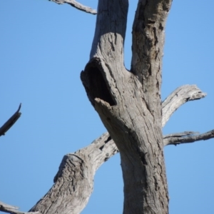 Eucalyptus sp. (dead tree) at Gordon, ACT - 28 Jun 2020