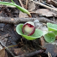 Corysanthes incurva (Slaty Helmet Orchid) at Aranda Bushland - 17 Aug 2020 by CathB