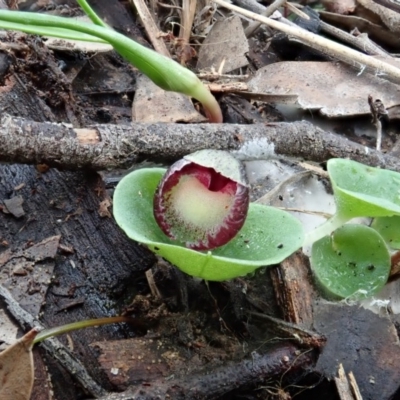 Corysanthes incurva (Slaty Helmet Orchid) by CathB