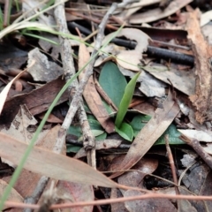 Pterostylis pedunculata (Maroonhood) at Mount Painter - 21 Aug 2020 by CathB