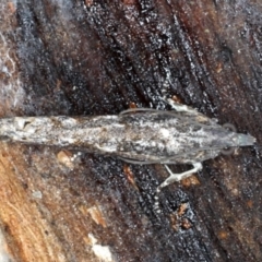 Spilonota-group (A Tortricid moth) at Majura, ACT - 24 Aug 2020 by jb2602