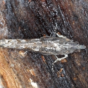 Spilonota-group at Majura, ACT - 24 Aug 2020 05:27 PM