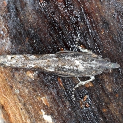 Spilonota-group (A Tortricid moth) at Mount Ainslie - 24 Aug 2020 by jb2602