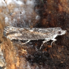 Spilonota-group at Majura, ACT - 24 Aug 2020 05:27 PM