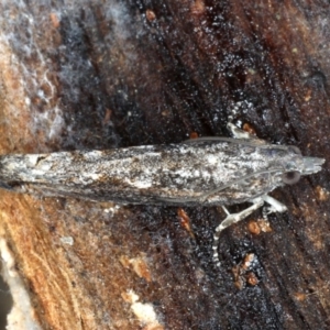 Spilonota-group at Majura, ACT - 24 Aug 2020 05:27 PM