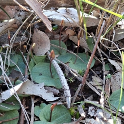 Cyrtostylis reniformis (Common Gnat Orchid) at Aranda, ACT by CathB