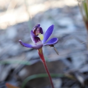 Cyanicula caerulea at Holt, ACT - 24 Aug 2020