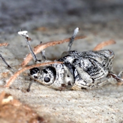 Leptopius robustus (Fruit tree root weevil) at Mount Ainslie - 24 Aug 2020 by jb2602