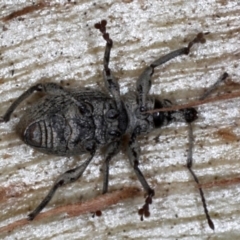 Leptopius robustus at Majura, ACT - 24 Aug 2020