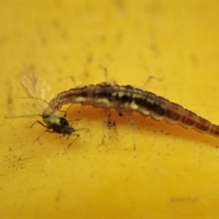 Chrysopidae (family) (Unidentified Green lacewing) at Cook, ACT - 13 Aug 2020 by CathB