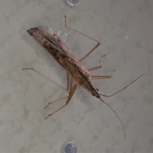 Nabis sp. (genus) at Cook, ACT - 12 Jul 2020