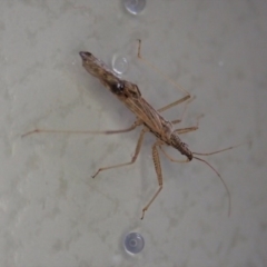 Nabis sp. (genus) at Cook, ACT - 12 Jul 2020