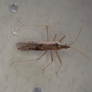 Nabis sp. (genus) at Cook, ACT - suppressed