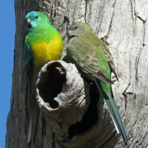 Psephotus haematonotus at Fadden, ACT - 26 Aug 2020