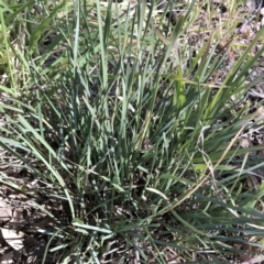 Lomandra filiformis subsp. coriacea at Garran, ACT - 27 Aug 2020 11:45 AM