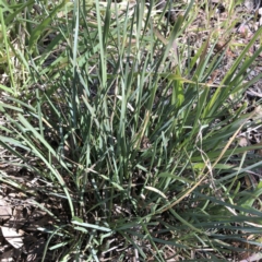 Lomandra filiformis subsp. coriacea at Garran, ACT - 27 Aug 2020