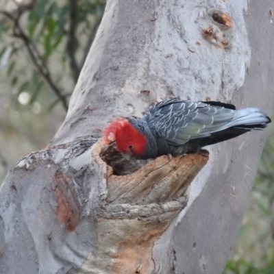 Callocephalon fimbriatum (Gang-gang Cockatoo) at Black Mountain - 26 Aug 2020 by HelenCross