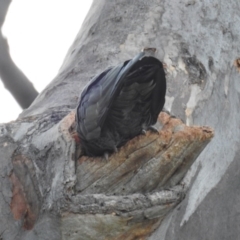 Callocephalon fimbriatum at Acton, ACT - 26 Aug 2020