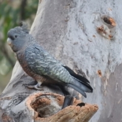 Callocephalon fimbriatum at Acton, ACT - suppressed