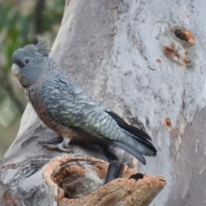 Callocephalon fimbriatum at Acton, ACT - 26 Aug 2020