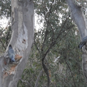 Callocephalon fimbriatum at Acton, ACT - suppressed