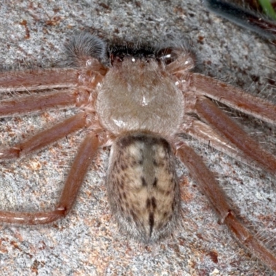 Delena cancerides (Social huntsman spider) at Majura, ACT - 22 Aug 2020 by jb2602