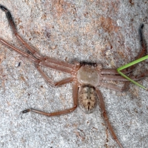 Delena cancerides at Majura, ACT - 22 Aug 2020