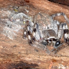 Isopedella sp. (genus) (Isopedella huntsman) at Majura, ACT - 22 Aug 2020 by jb2602