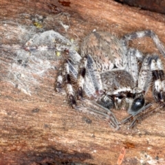 Unidentified Huntsman spider (Sparassidae) (TBC) at Majura, ACT - 22 Aug 2020 by jbromilow50
