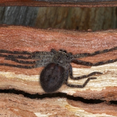 Isopeda (genus) (Huntsman Spider) at Majura, ACT - 22 Aug 2020 by jb2602