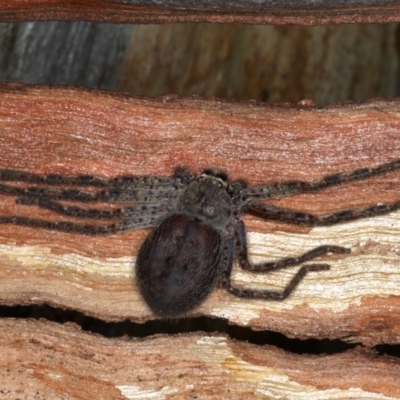 Isopeda sp. (genus) (Huntsman Spider) at Majura, ACT - 22 Aug 2020 by jb2602