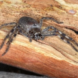 Isopeda sp. (genus) at Majura, ACT - 22 Aug 2020