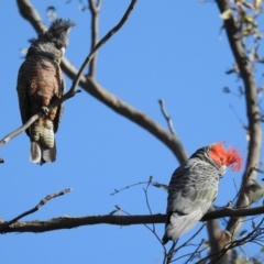 Callocephalon fimbriatum (Gang-gang Cockatoo) at Acton, ACT - 26 Aug 2020 by HelenCross