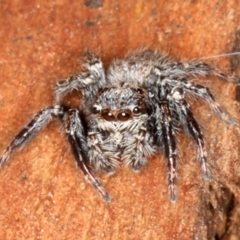 Servaea sp. (genus) (Unidentified Servaea jumping spider) at Majura, ACT - 22 Aug 2020 by jbromilow50