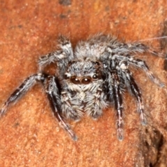 Servaea sp. (genus) (Unidentified Servaea jumping spider) at Majura, ACT - 22 Aug 2020 by jb2602