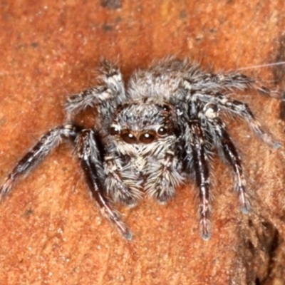 Servaea sp. (genus) (Unidentified Servaea jumping spider) at Majura, ACT - 22 Aug 2020 by jb2602