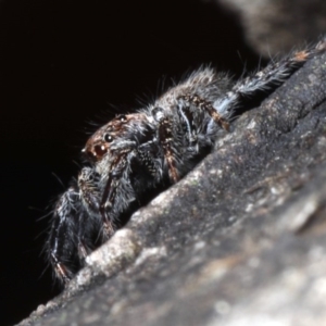 Servaea sp. (genus) at Majura, ACT - 22 Aug 2020