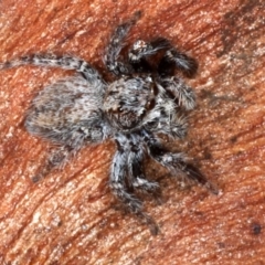 Servaea sp. (genus) at Majura, ACT - 22 Aug 2020