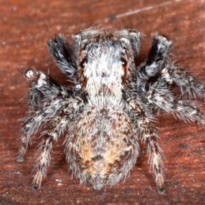 Servaea sp. (genus) at Majura, ACT - 22 Aug 2020