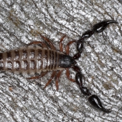 Haplochernes sp. (genus) (Chernetid Pseudoscorpion) at Mount Ainslie - 22 Aug 2020 by jb2602