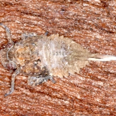 Platybrachys sp. (genus) (A gum hopper) at Majura, ACT - 22 Aug 2020 by jbromilow50