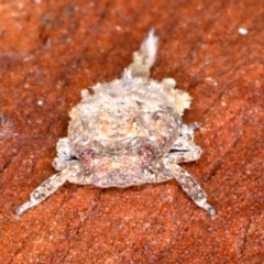 Platybrachys sp. (genus) at Majura, ACT - 22 Aug 2020